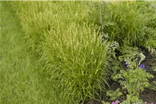 Carex muskingumensis