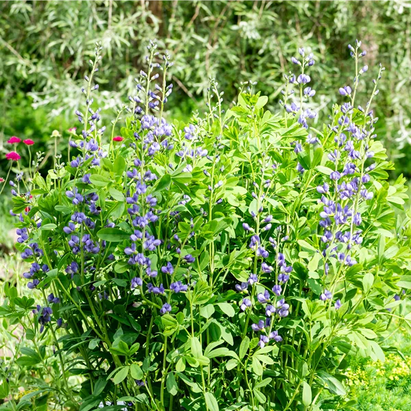 Baptisia australis