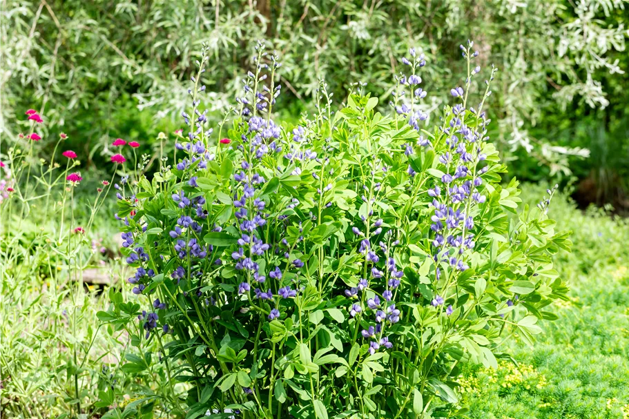 Baptisia australis