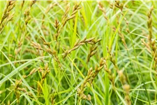 Carex muskingumensis