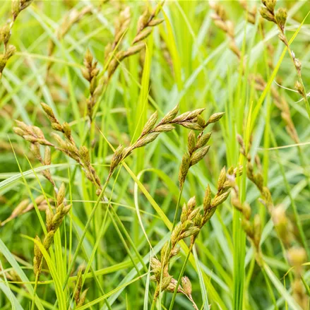 Carex muskingumensis
