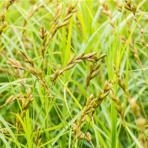 Carex muskingumensis