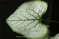 Brunnera macrophylla 'Silver Spear'