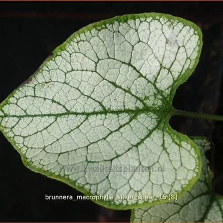 Brunnera macrophylla 'Silver Spear'
