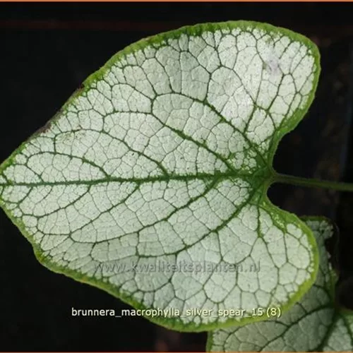 Brunnera macrophylla 'Silver Spear'