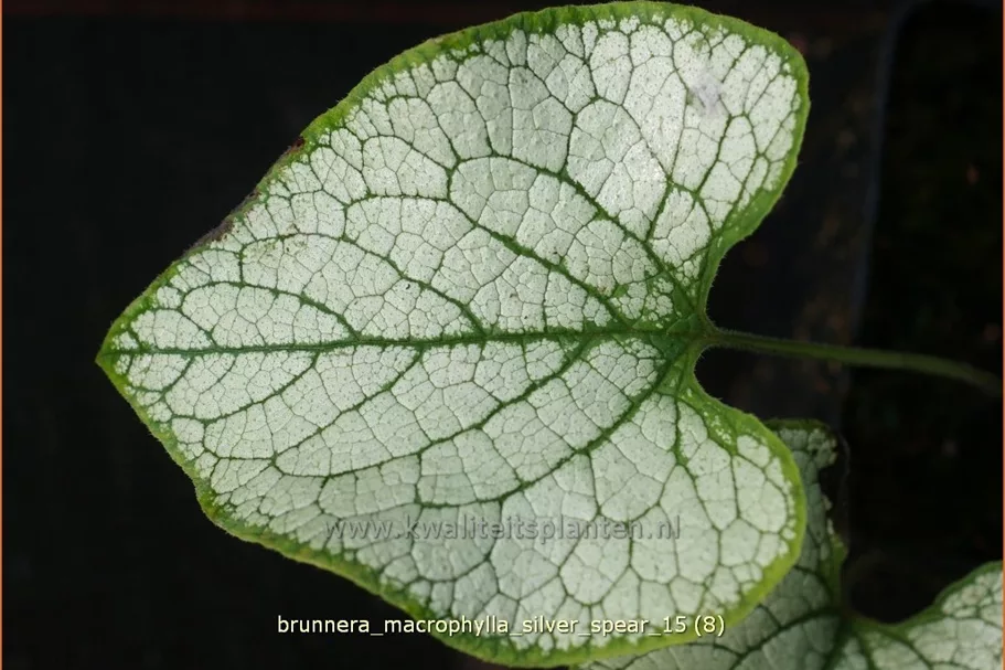 Brunnera macrophylla 'Silver Spear'