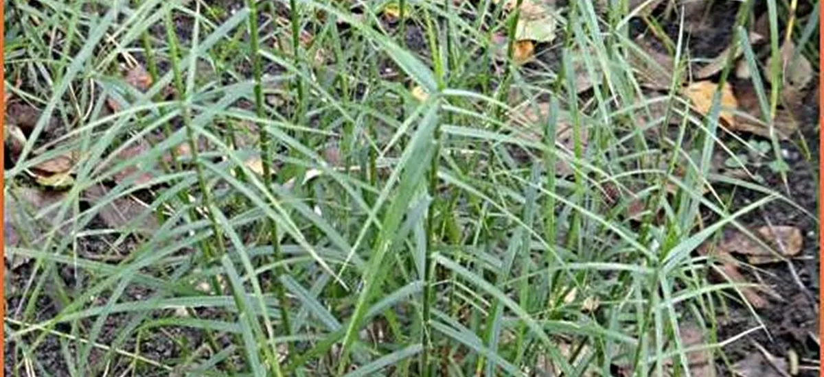 Carex muskingumensis 'Little Midge'