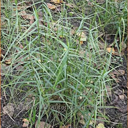 Carex muskingumensis 'Little Midge'