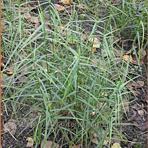Carex muskingumensis 'Little Midge'