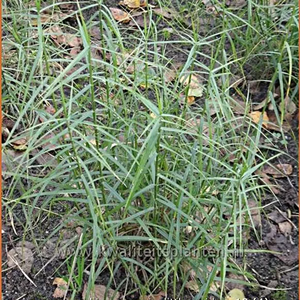 Carex muskingumensis 'Little Midge'