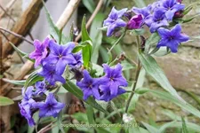 Buglossoides purpurocaerulea