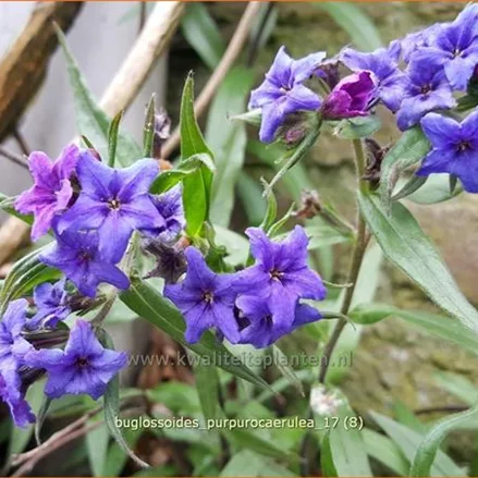 Buglossoides purpurocaerulea