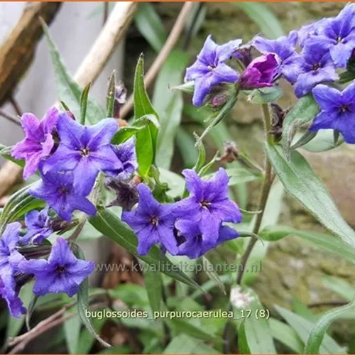 Buglossoides purpurocaerulea