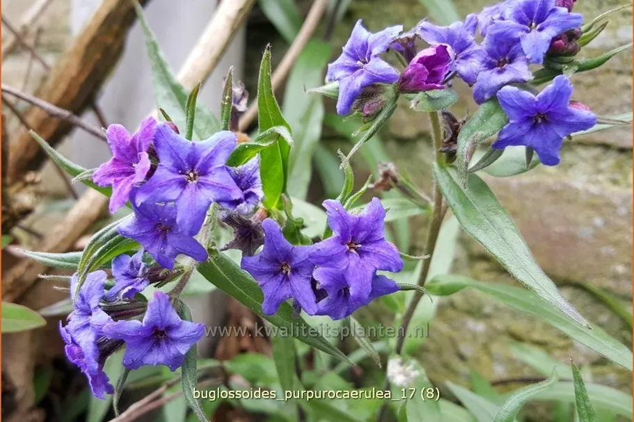 Buglossoides purpurocaerulea