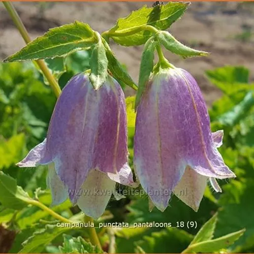 Campanula punctata 'Pantaloons'®