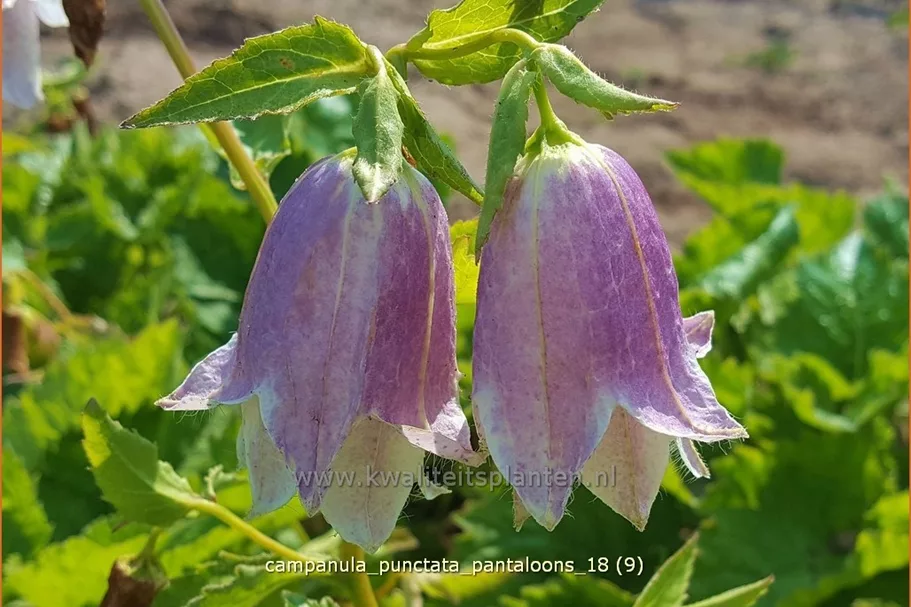Campanula punctata 'Pantaloons'®