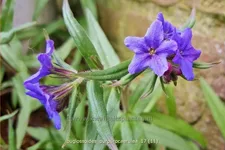 Buglossoides purpurocaerulea