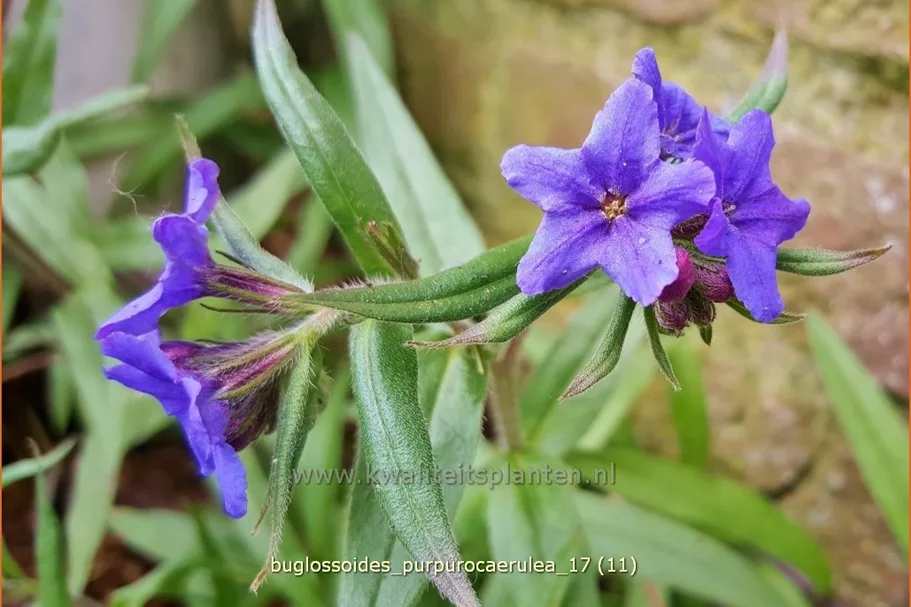 Buglossoides purpurocaerulea