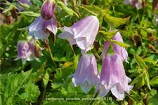 Campanula punctata 'Pantaloons'®