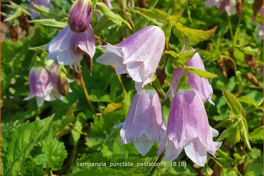 Campanula punctata 'Pantaloons'®