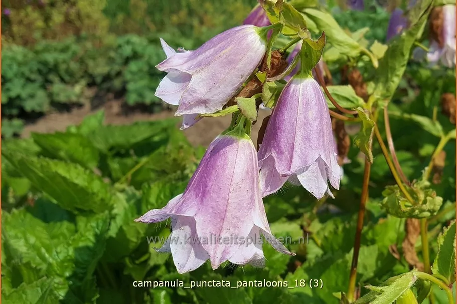 Campanula punctata 'Pantaloons'®