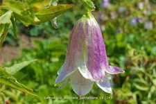Campanula punctata 'Pantaloons'®
