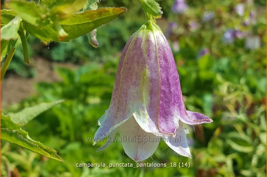 Campanula punctata 'Pantaloons'®