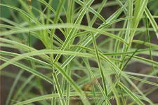 Carex muskingumensis 'Silberstreif'
