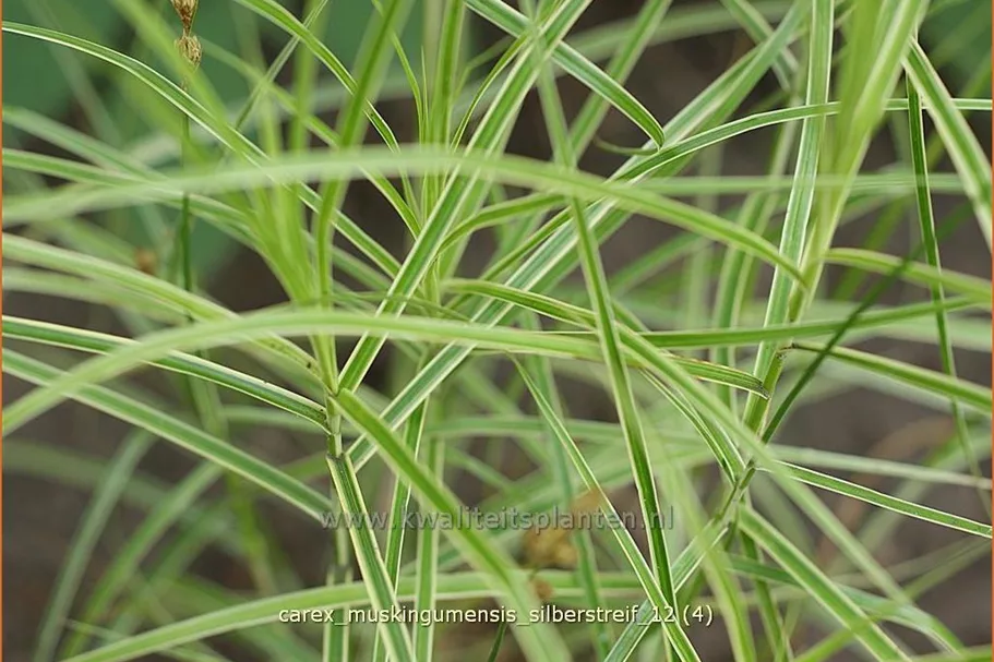Carex muskingumensis 'Silberstreif'
