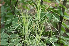 Carex muskingumensis 'Silberstreif'