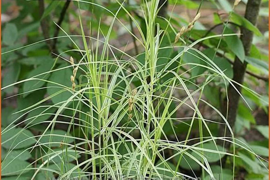 Carex muskingumensis 'Silberstreif'