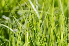 Carex muskingumensis 'Silberstreif'