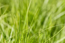 Carex muskingumensis 'Silberstreif'