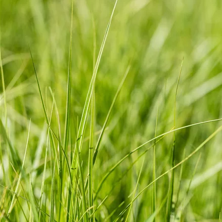 Carex muskingumensis 'Silberstreif'