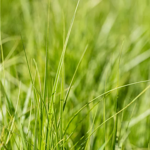 Carex muskingumensis 'Silberstreif'