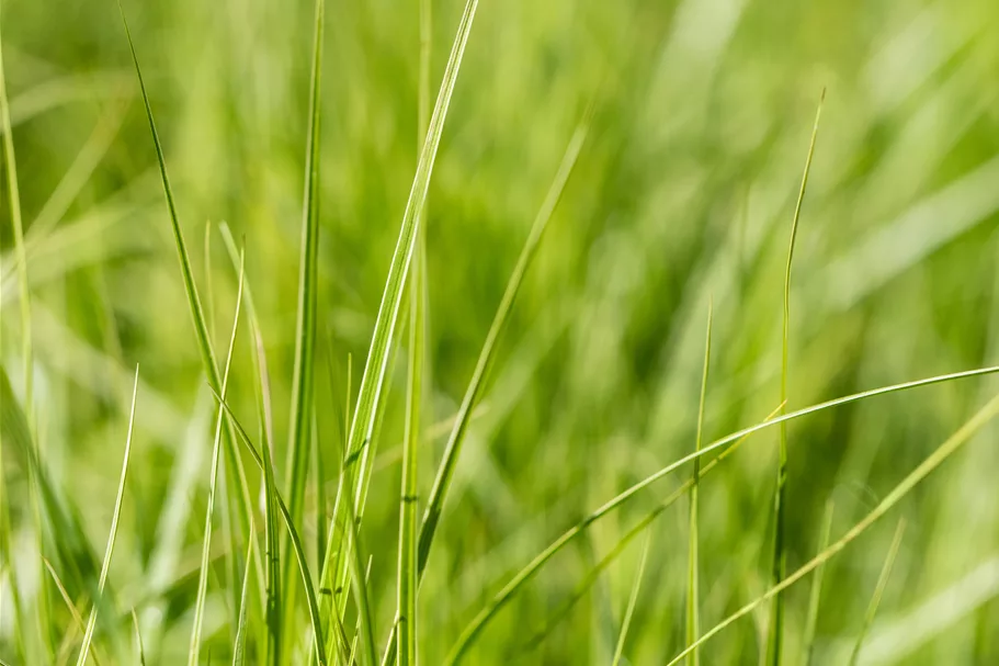 Carex muskingumensis 'Silberstreif'