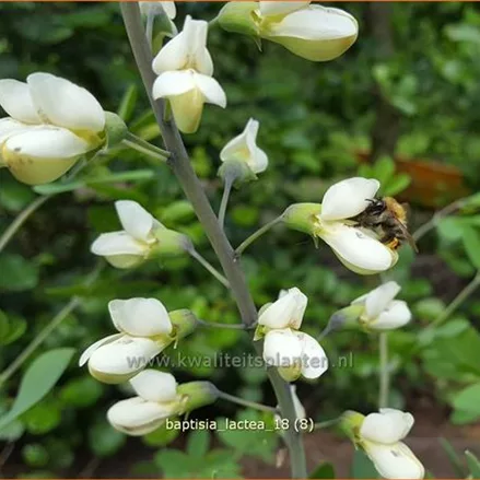 Baptisia lactea