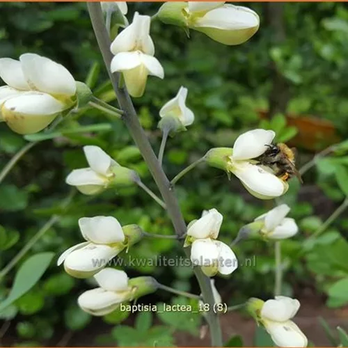 Baptisia lactea