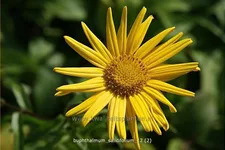 Buphthalmum salicifolium