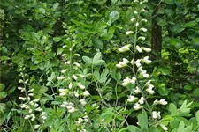 Baptisia lactea