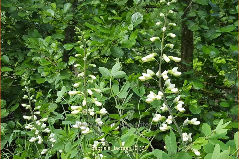 Baptisia lactea