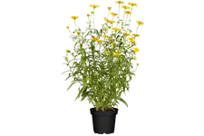 Buphthalmum salicifolium