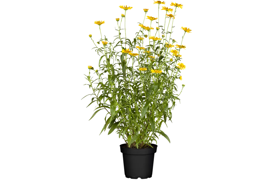 Buphthalmum salicifolium