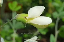 Baptisia lactea