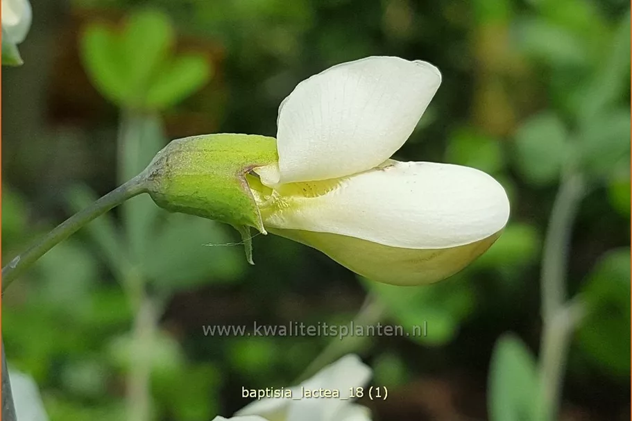 Baptisia lactea