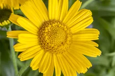 Buphthalmum salicifolium