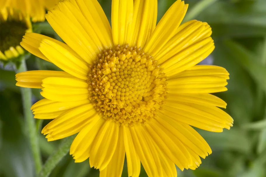 Buphthalmum salicifolium