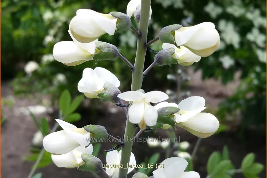 Baptisia lactea