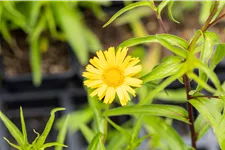 Buphthalmum salicifolium