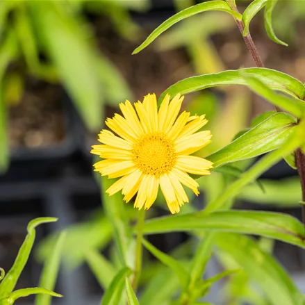 Buphthalmum salicifolium